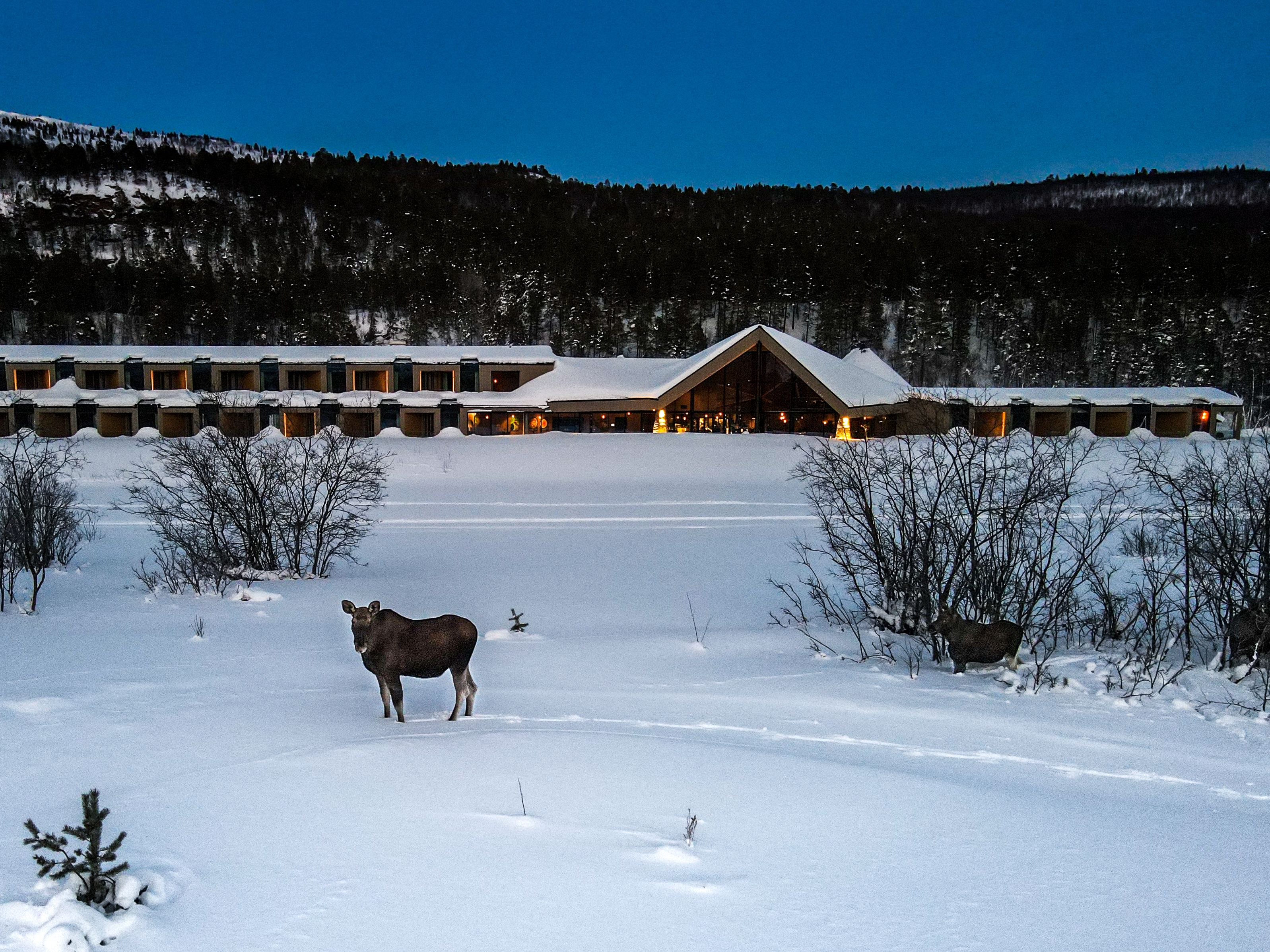 A moose stands in snowy landscape near a modern lodge surrounded by forest.