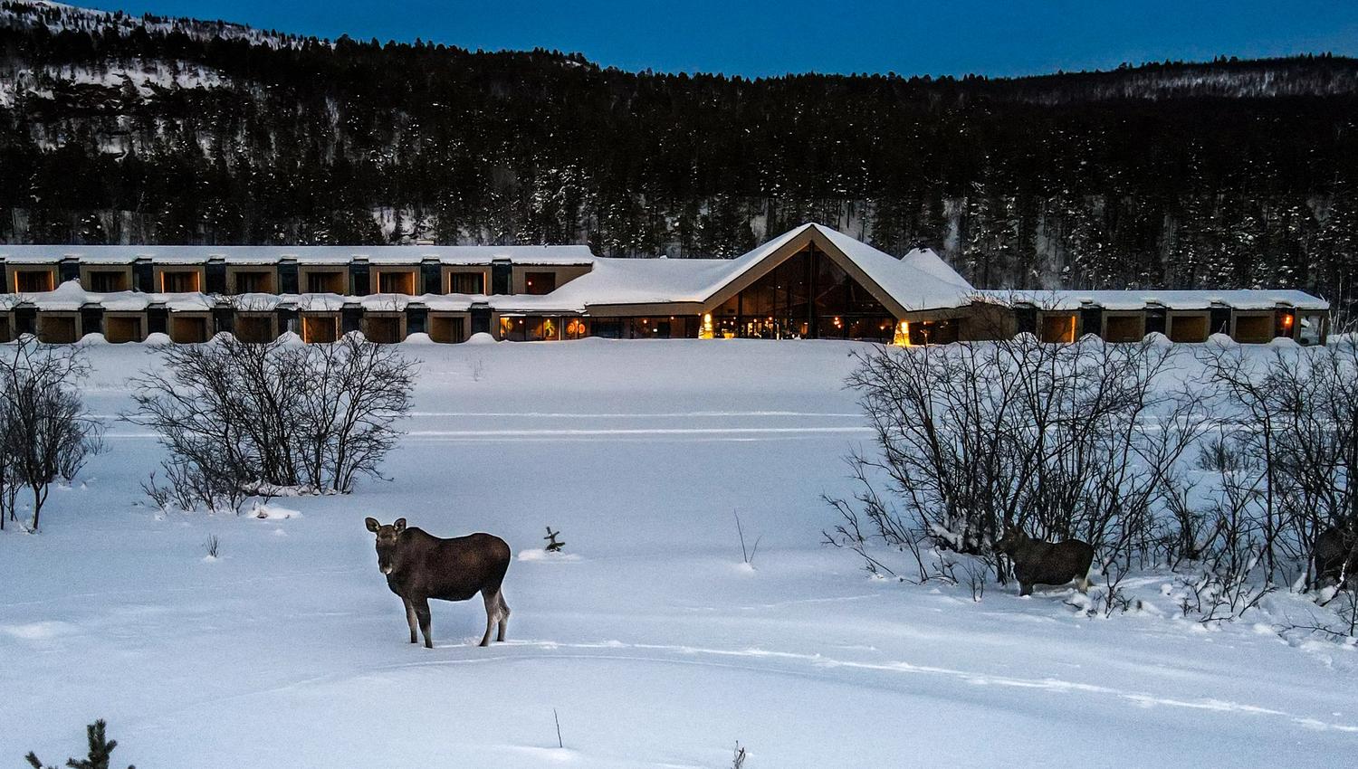 A moose stands in snowy landscape near a modern lodge surrounded by forest.