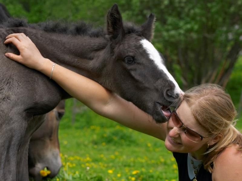 foal trying to steal a woman's sunglasses