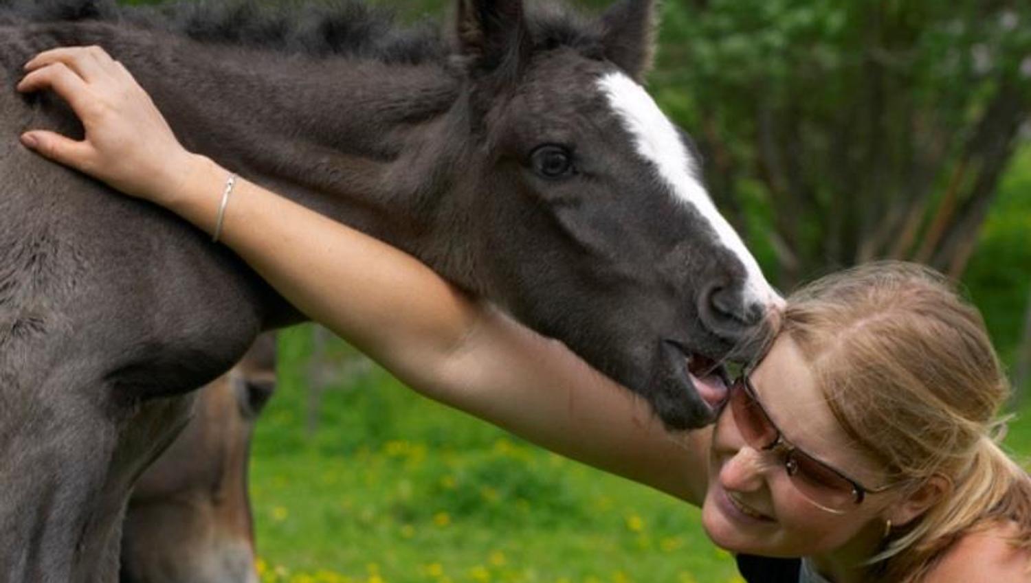 foal trying to steal a woman's sunglasses