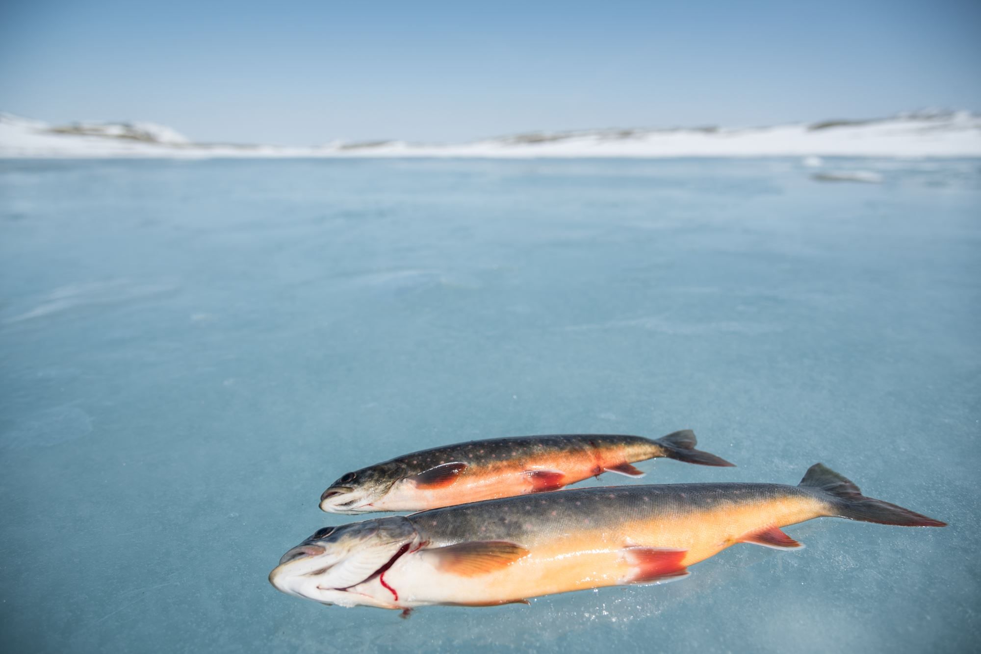 Ice fishing with your personal guide