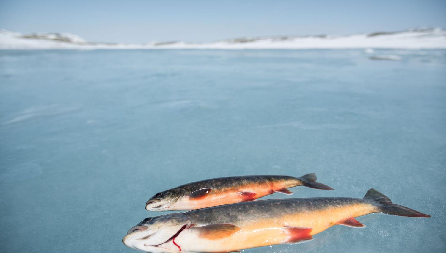 Ice fishing with your personal guide