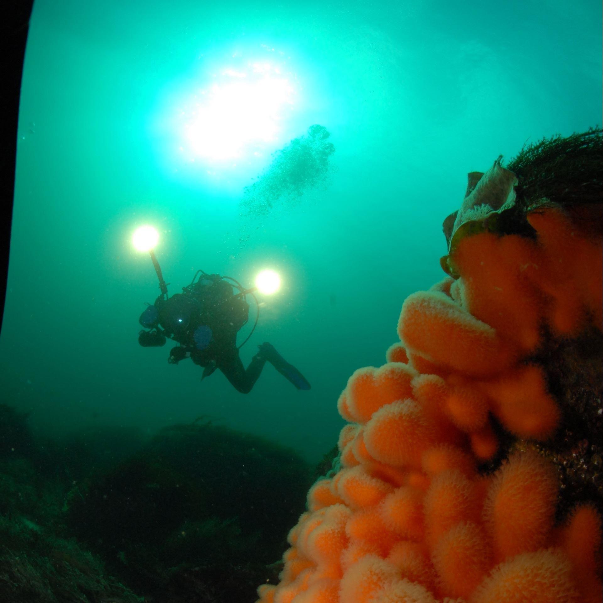 Dry Suit Cours in Lofoten