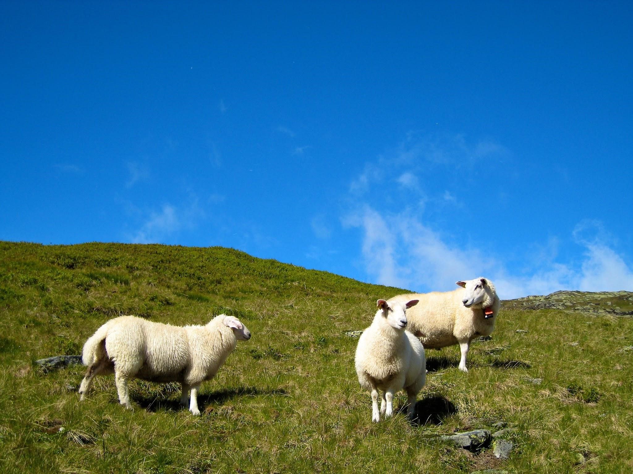 Sheep on the mountain 