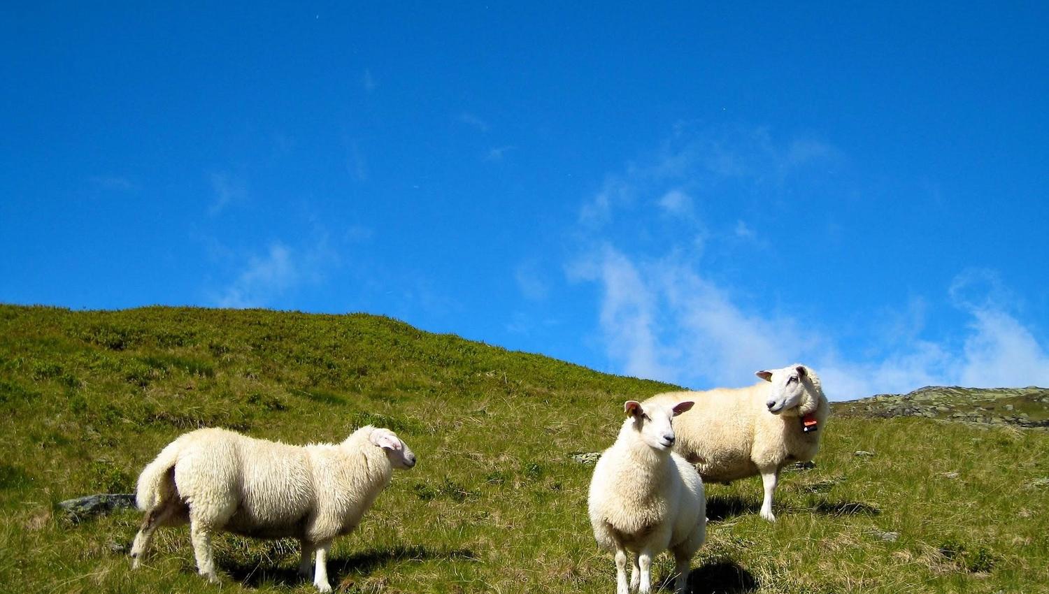 Sheep on the mountain