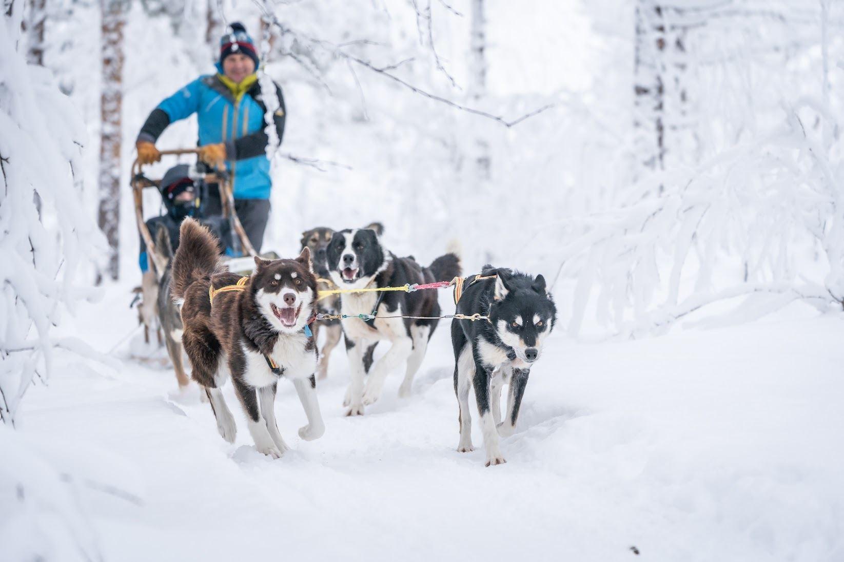 Privat hundekjøring – kjør selv eller bli med som passasjer