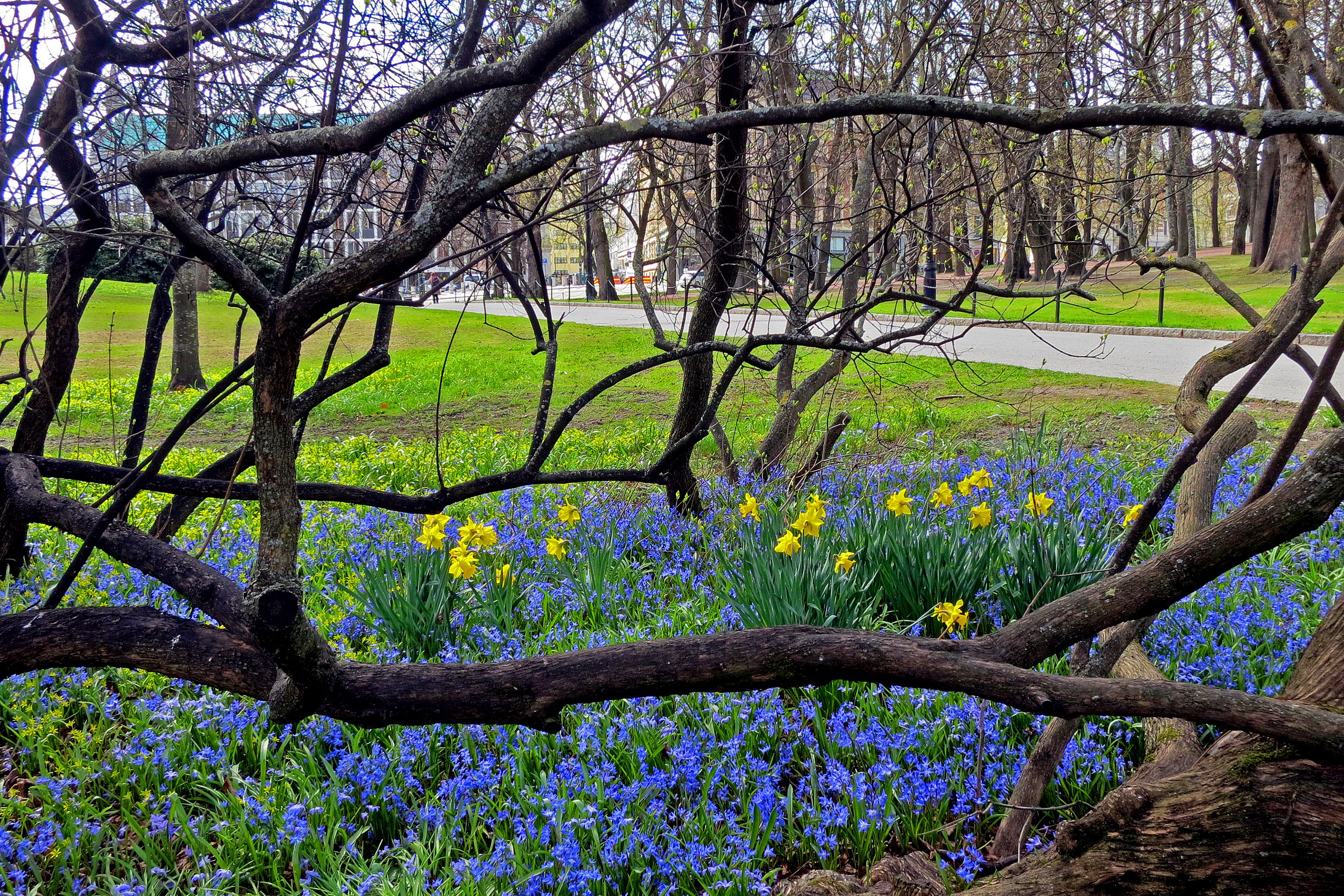 spring blossom in the palace garden 
