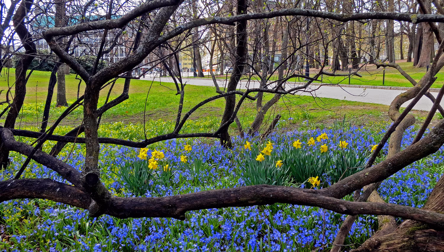 spring blossom in the palace garden