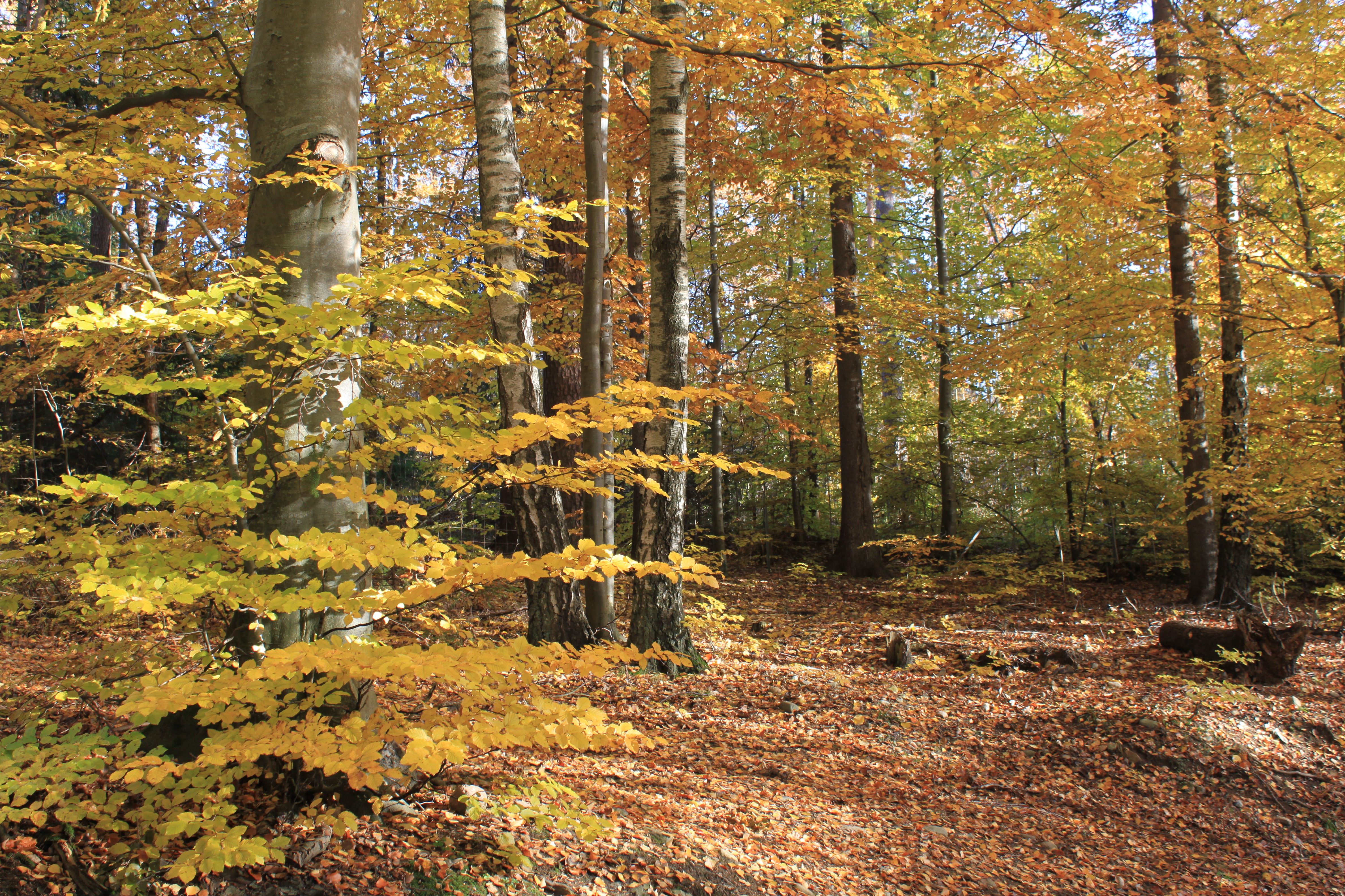 Skogen på Alby