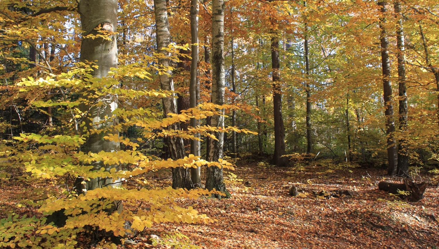 Skogen på Alby