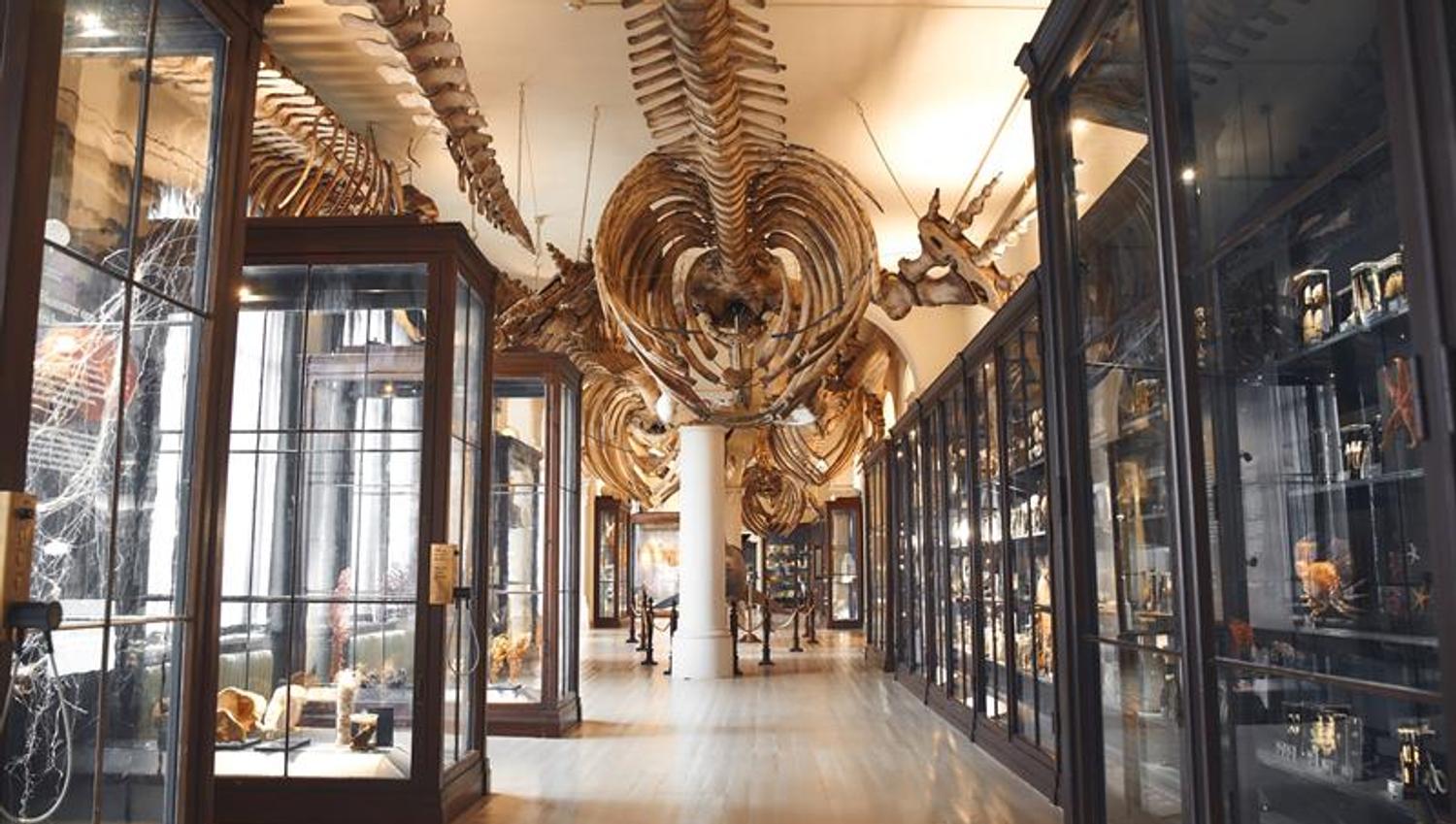 The University Museum of Bergen