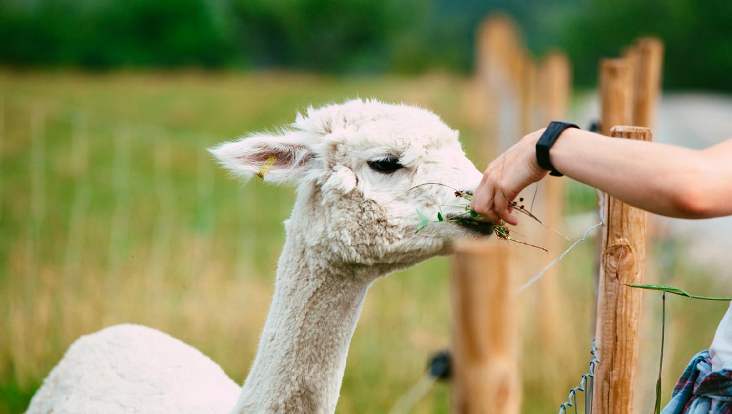 Alpaca at Svenseid Alpaca in Lunde