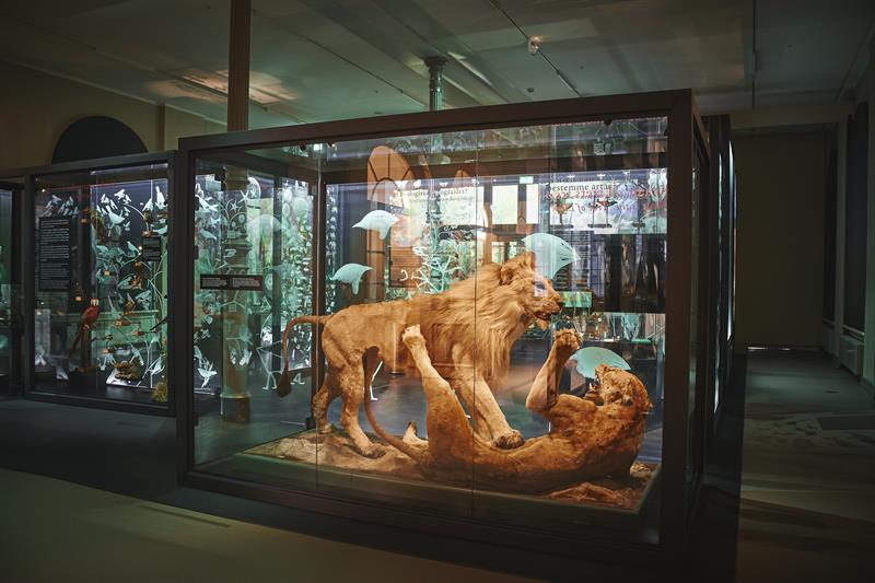 The University Museum of Bergen