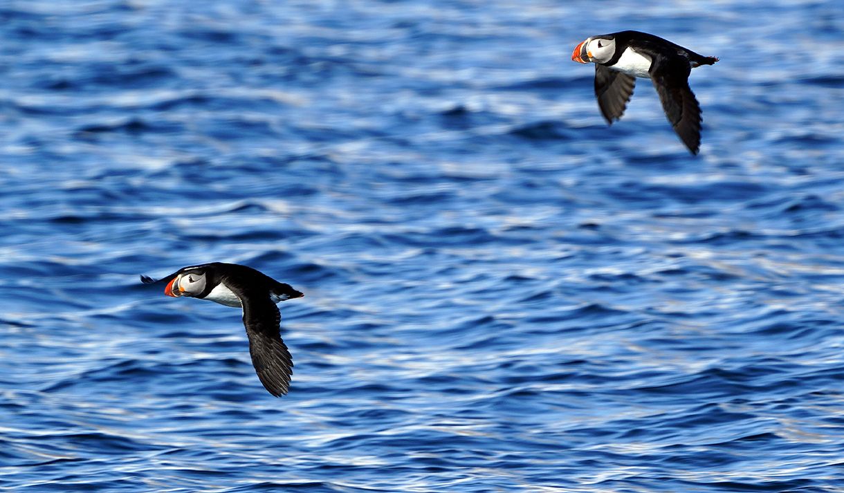 Two Puffins flying together above a fjord
