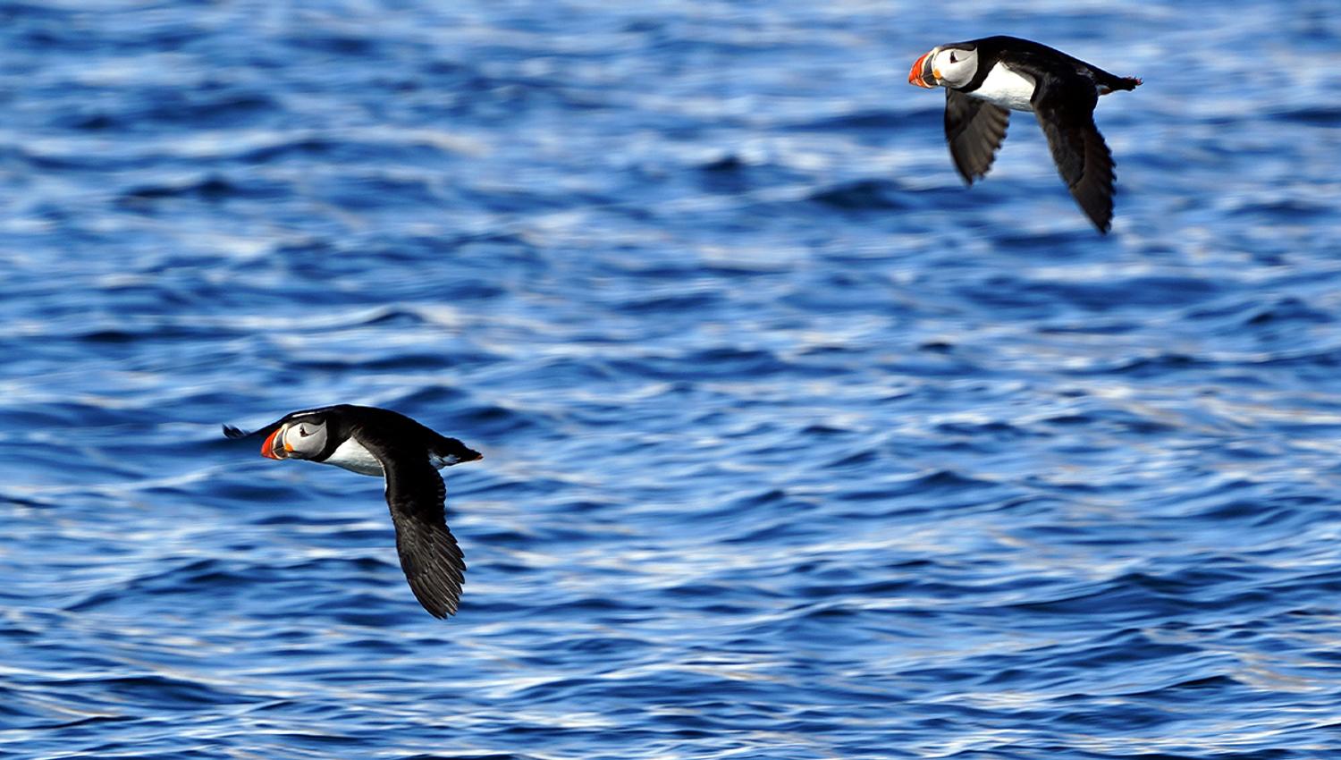 Two Puffins flying together above a fjord