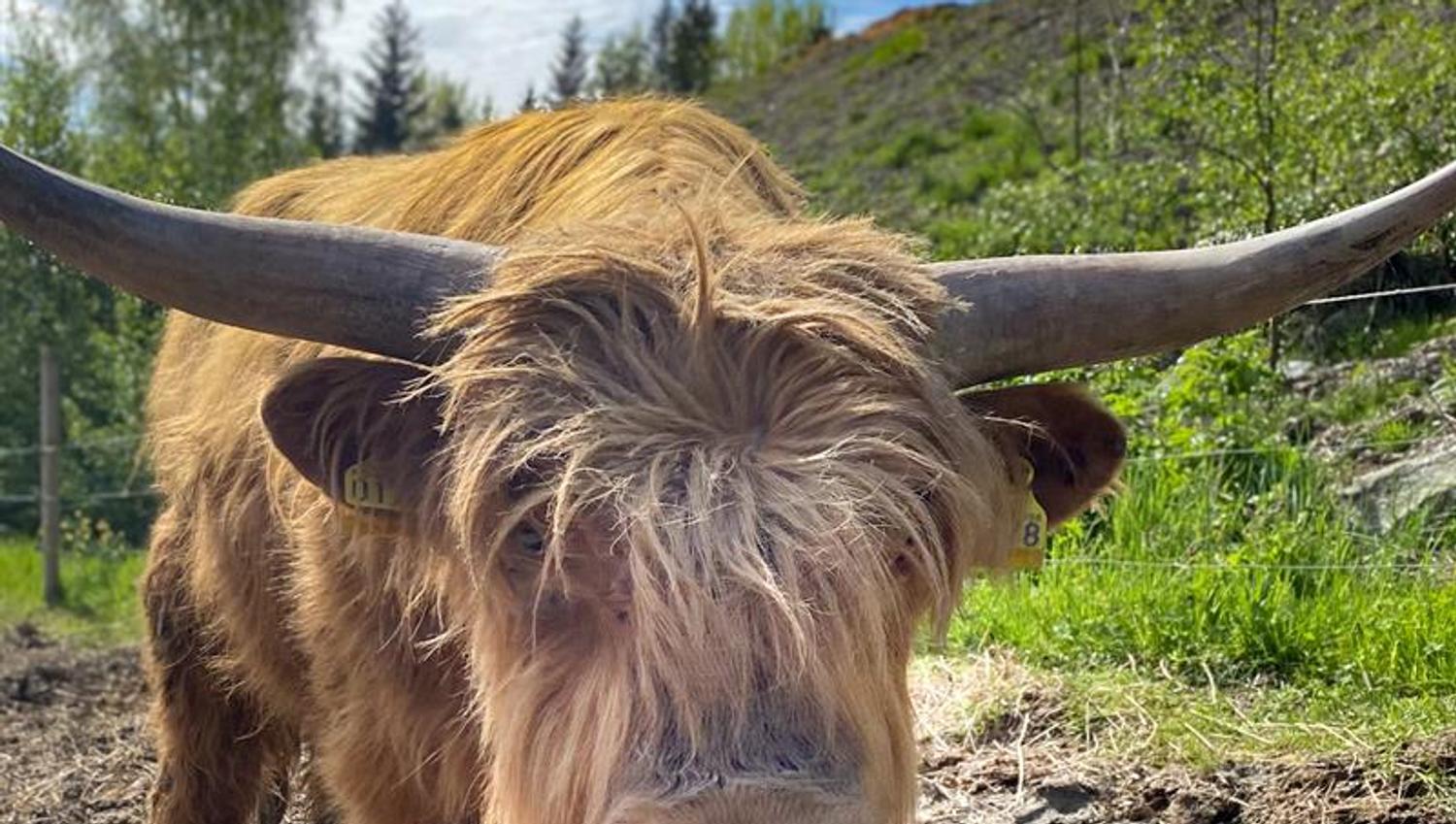 Skotsk høylandsfe
