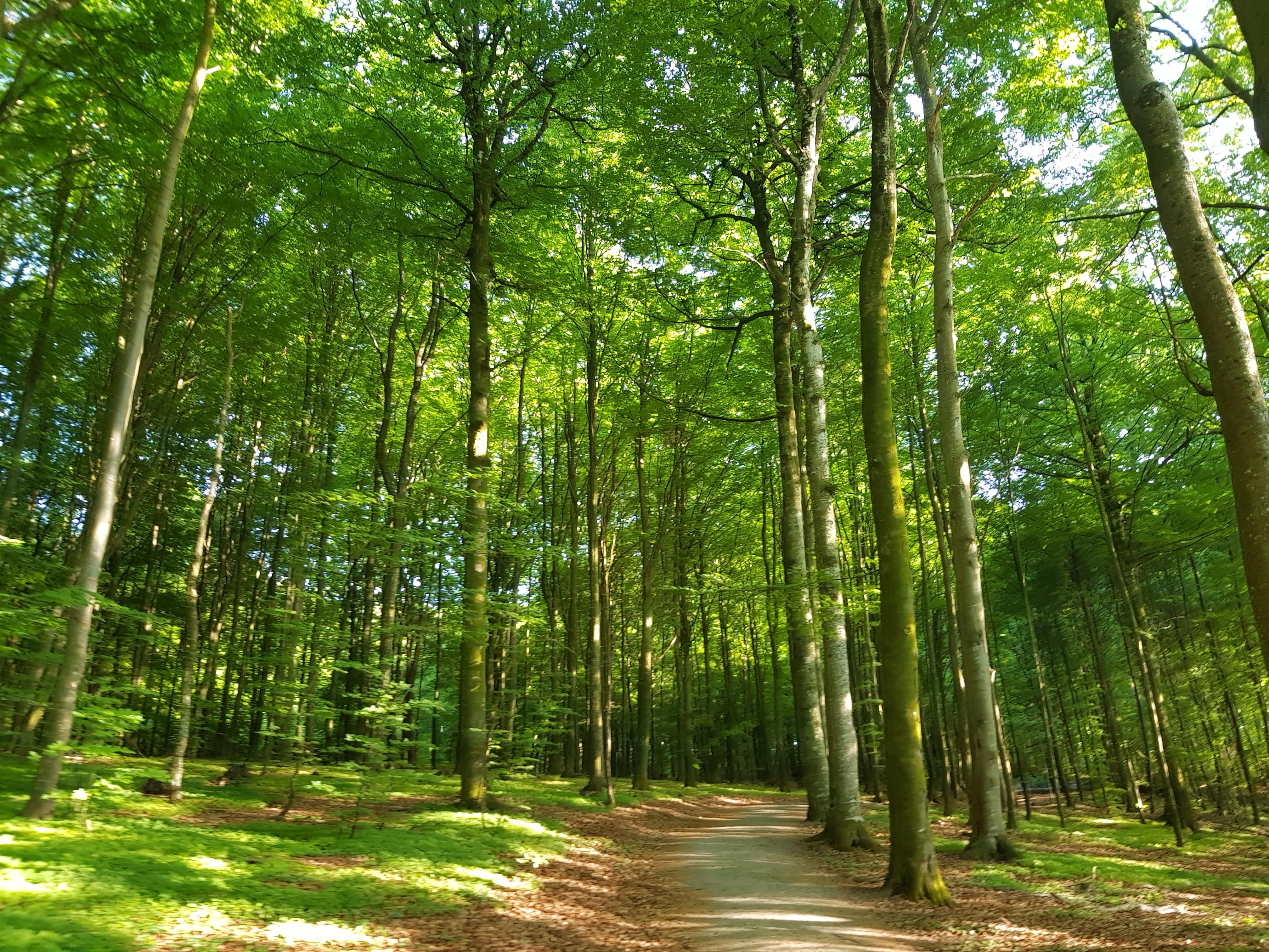 the beech forest in summer