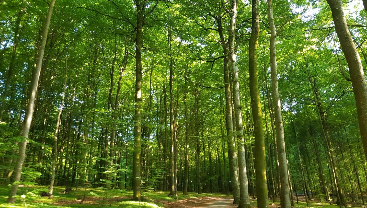 the beech forest in summer