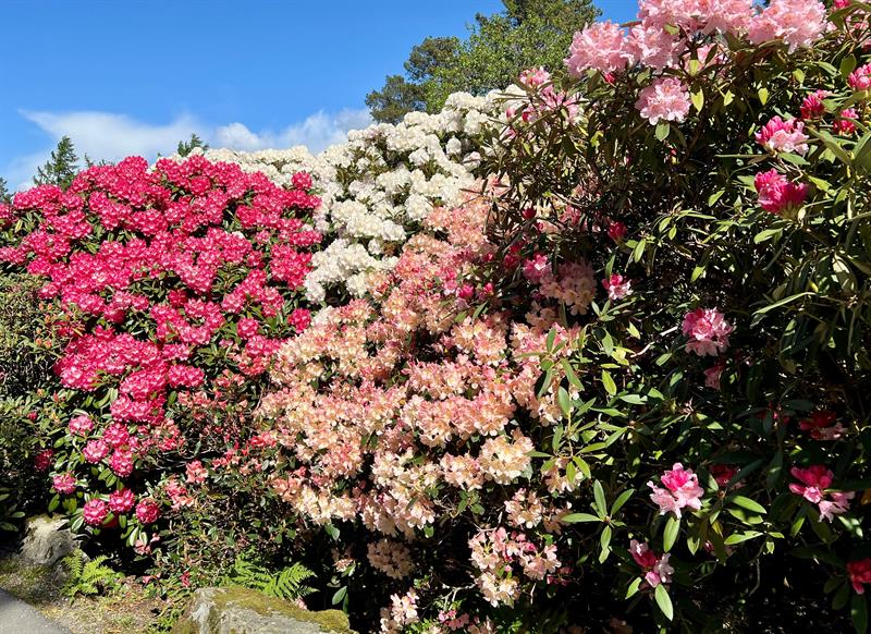 The arboretum and Bergen botanical garden