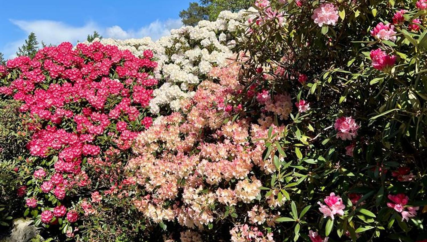 The arboretum and Bergen botanical garden