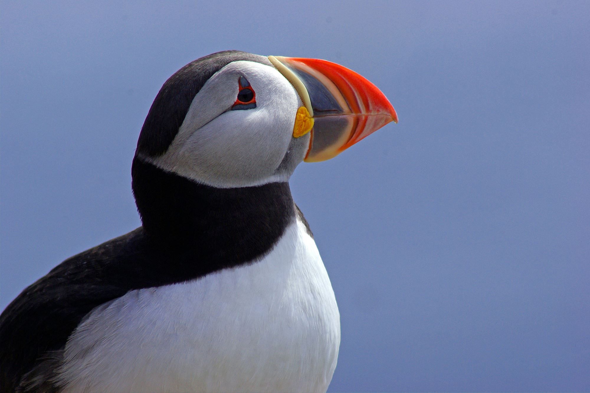 Lovund and the puffin