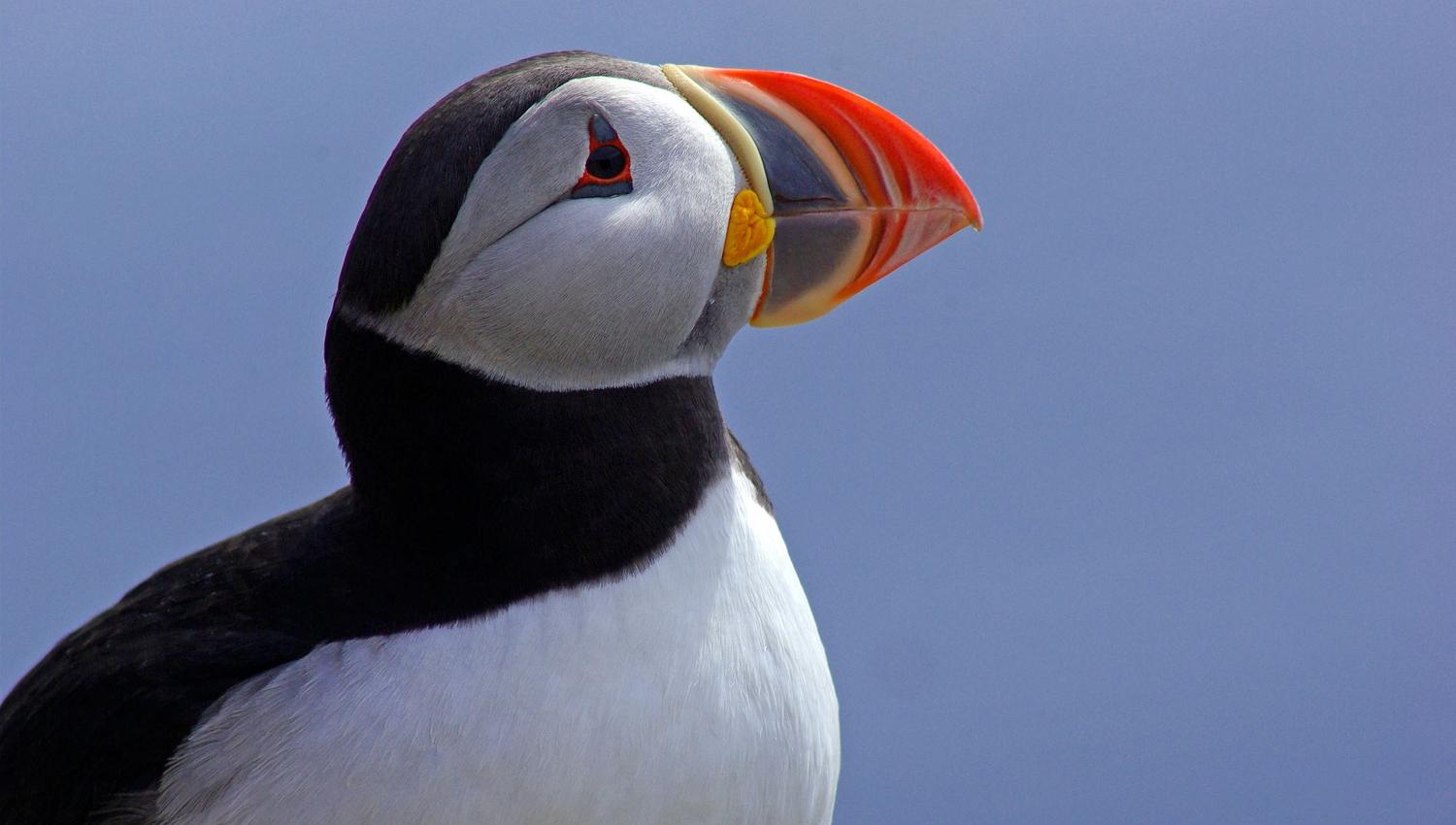 Lovund and the puffin