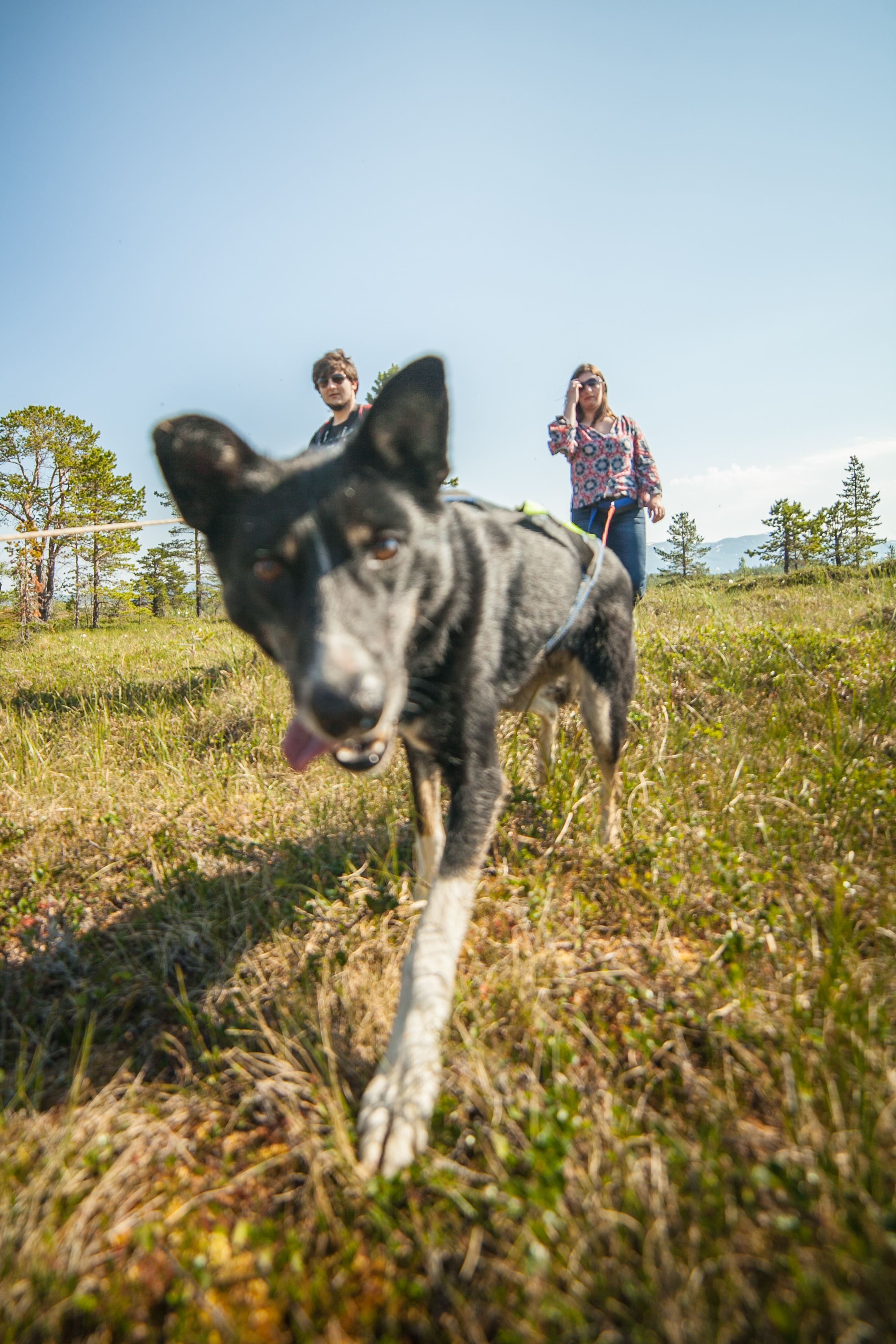 Husky Hike and Puppy Visit Package