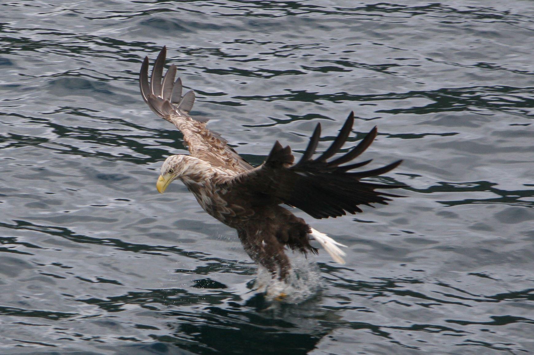 Lofoten Charterboat