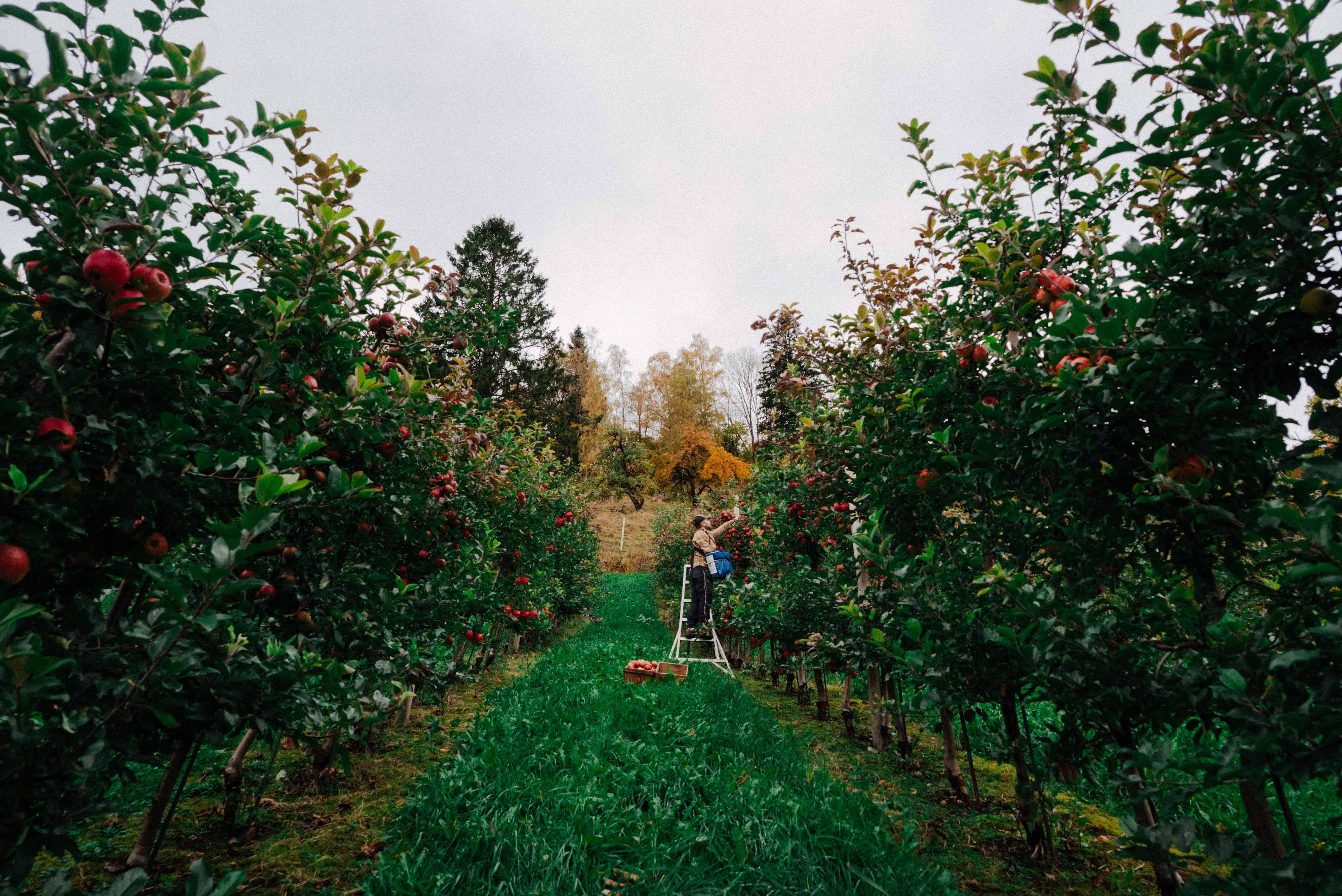 Apple orchard at Syse Gard, where ripe apples are harvested to create local products.