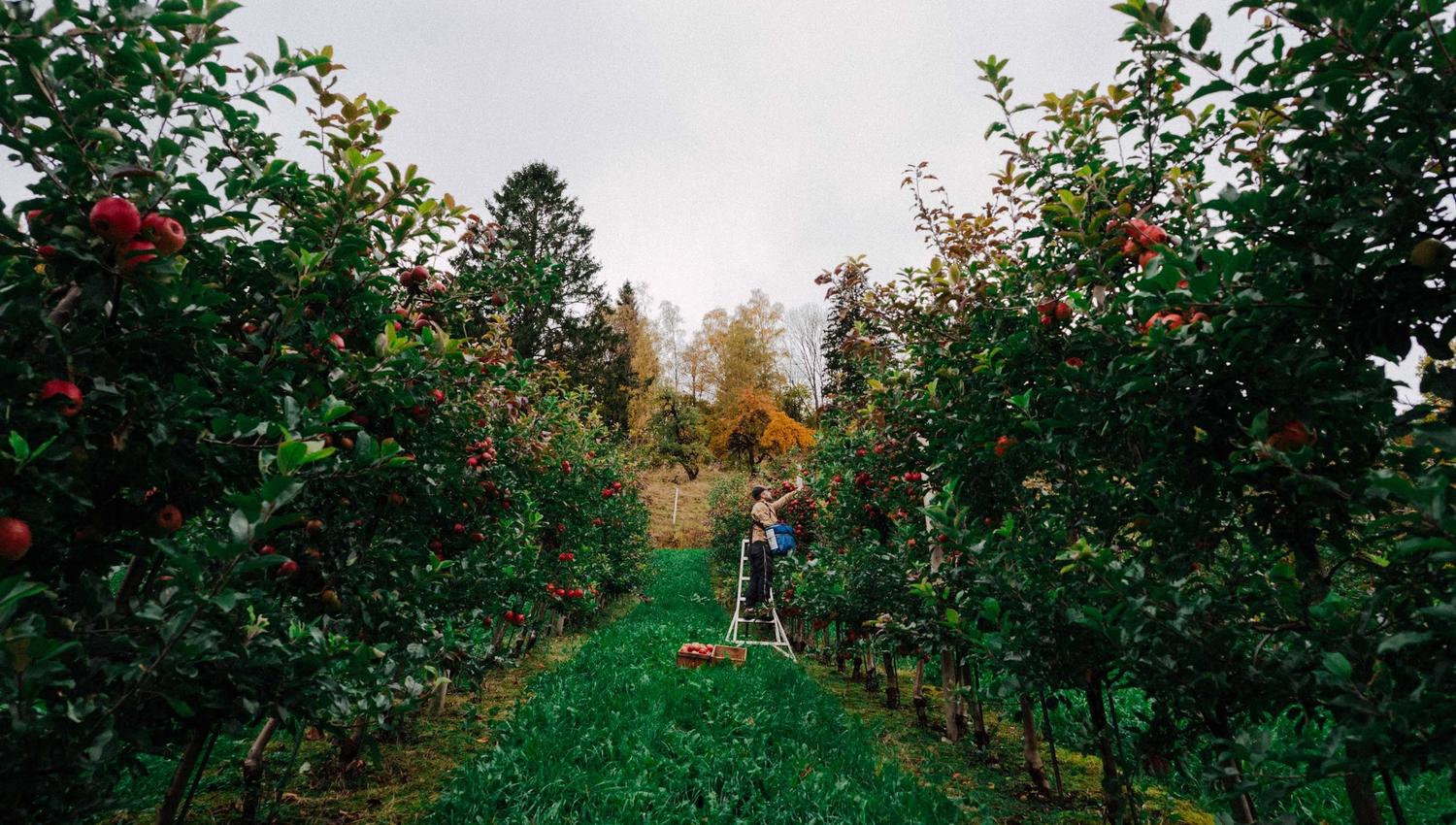 Apple orchard at Syse Gard, where ripe apples are harvested to create local products.
