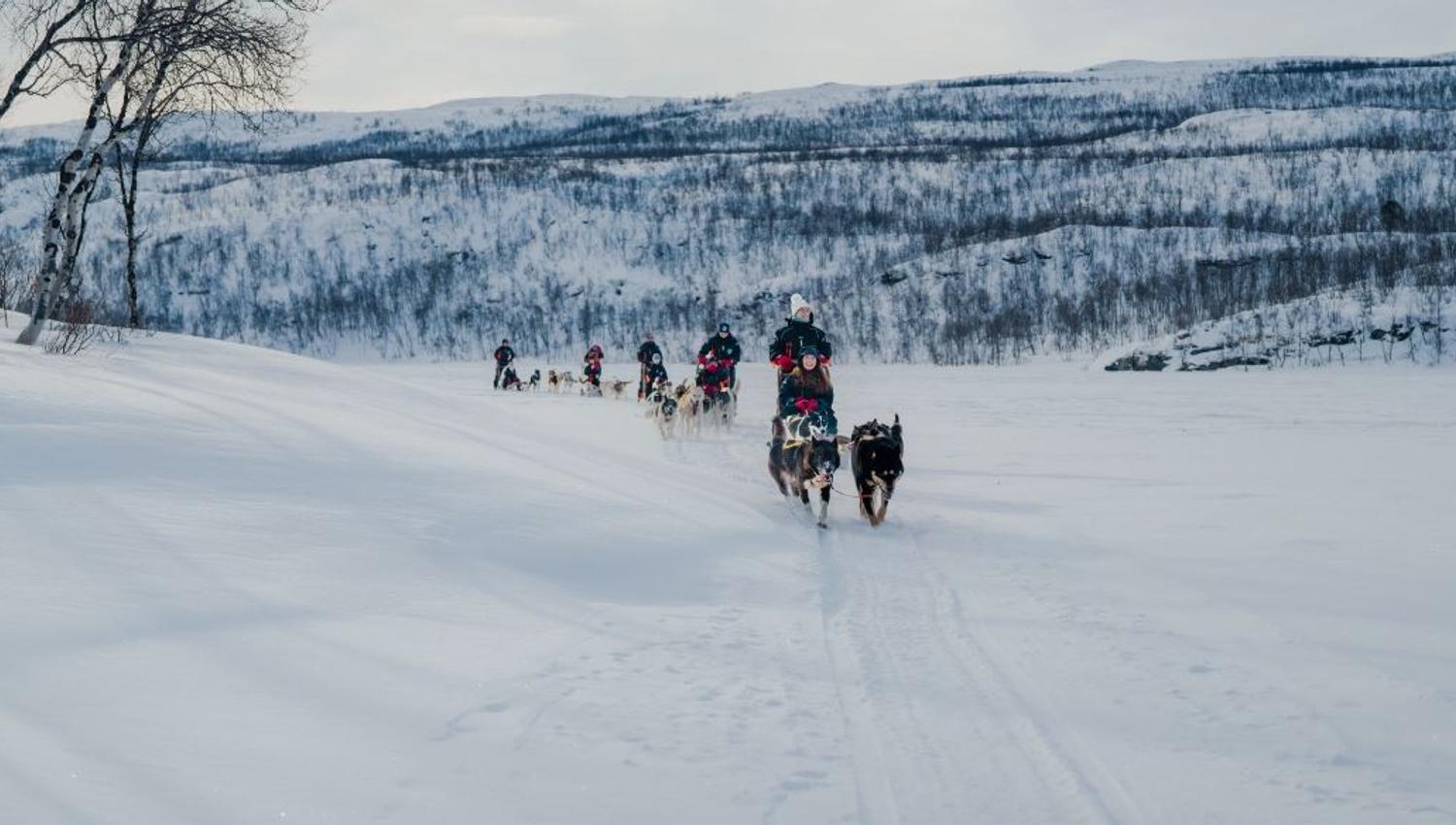 Dog Sledding