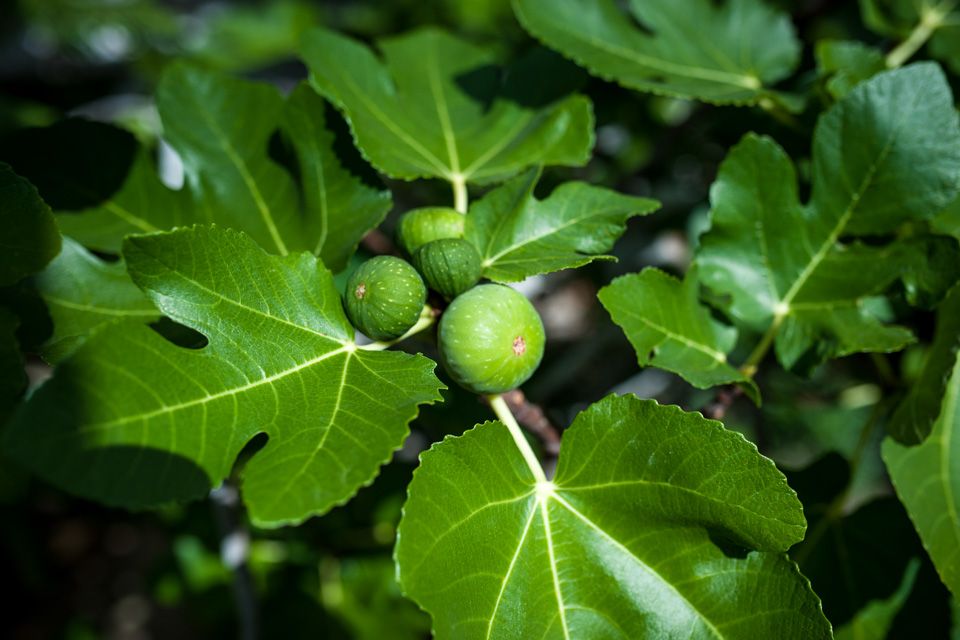Fig tree, Botanical Garden in Oslo