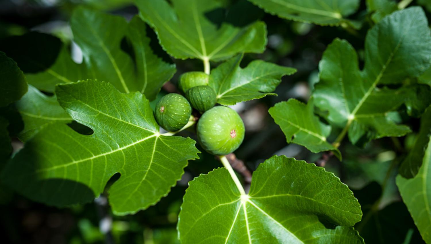 Fig tree, Botanical Garden in Oslo