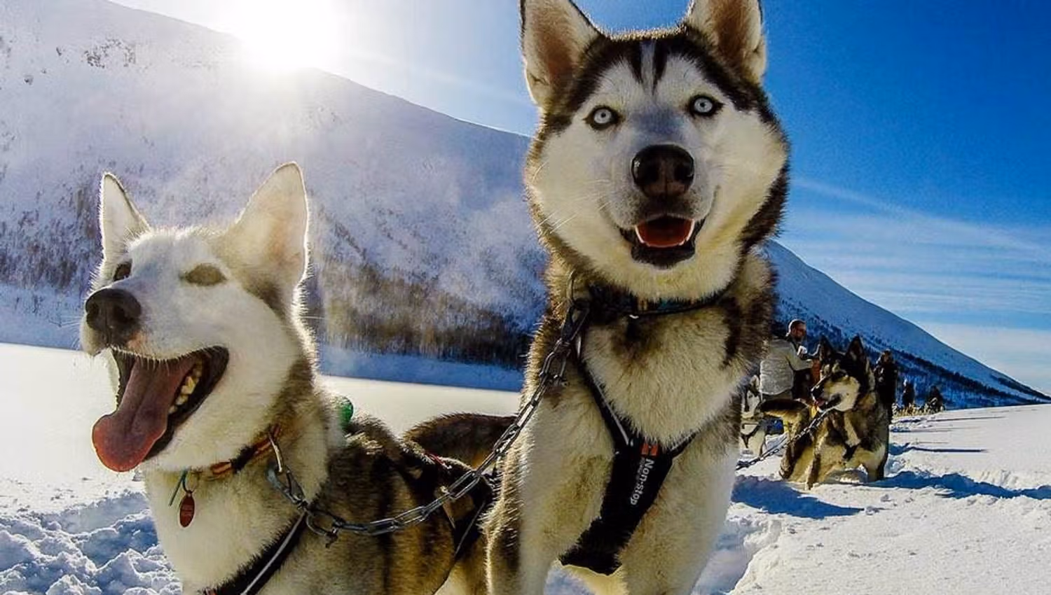 husky dogs outside in winter landscape