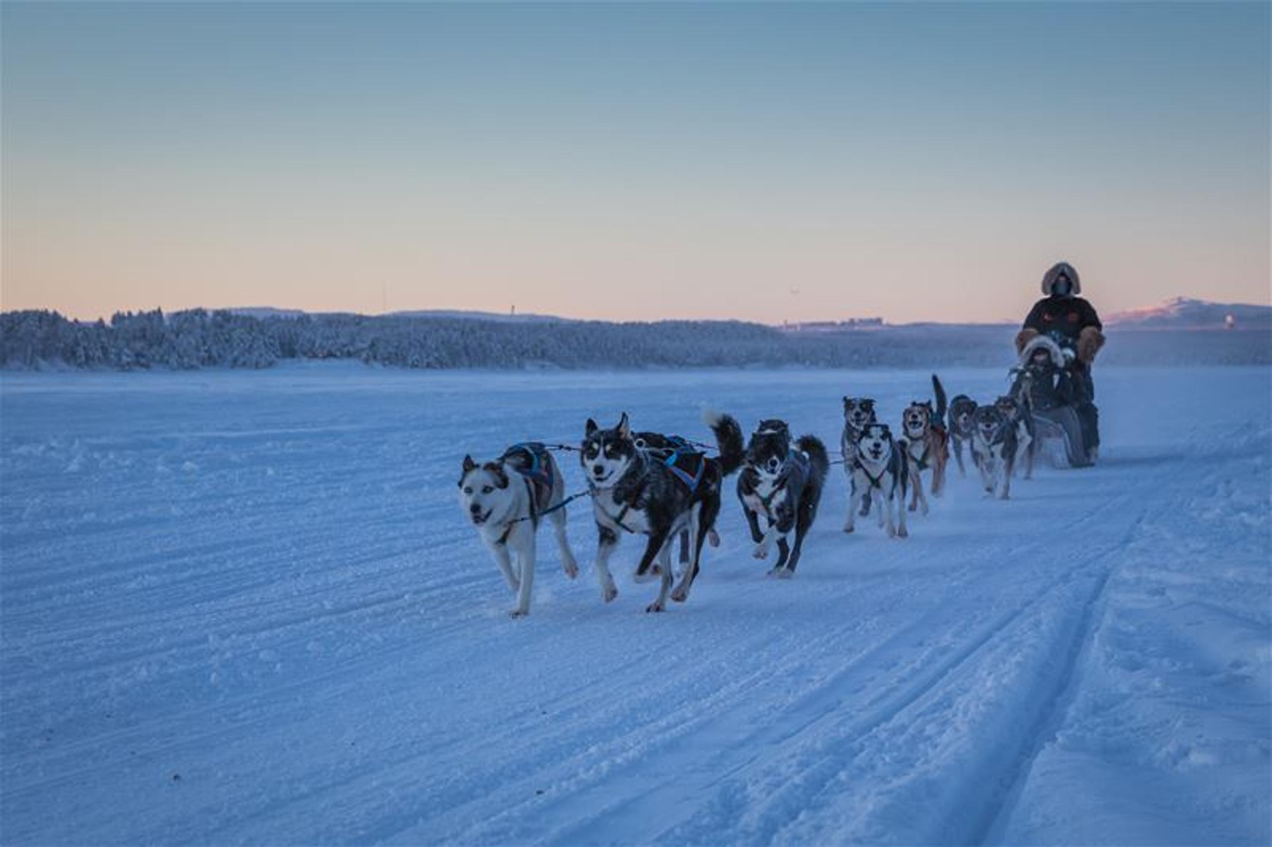 A team of huskies pulls a dog sled with a bundled rider across a wide snowy trail under a clear dusk sky.