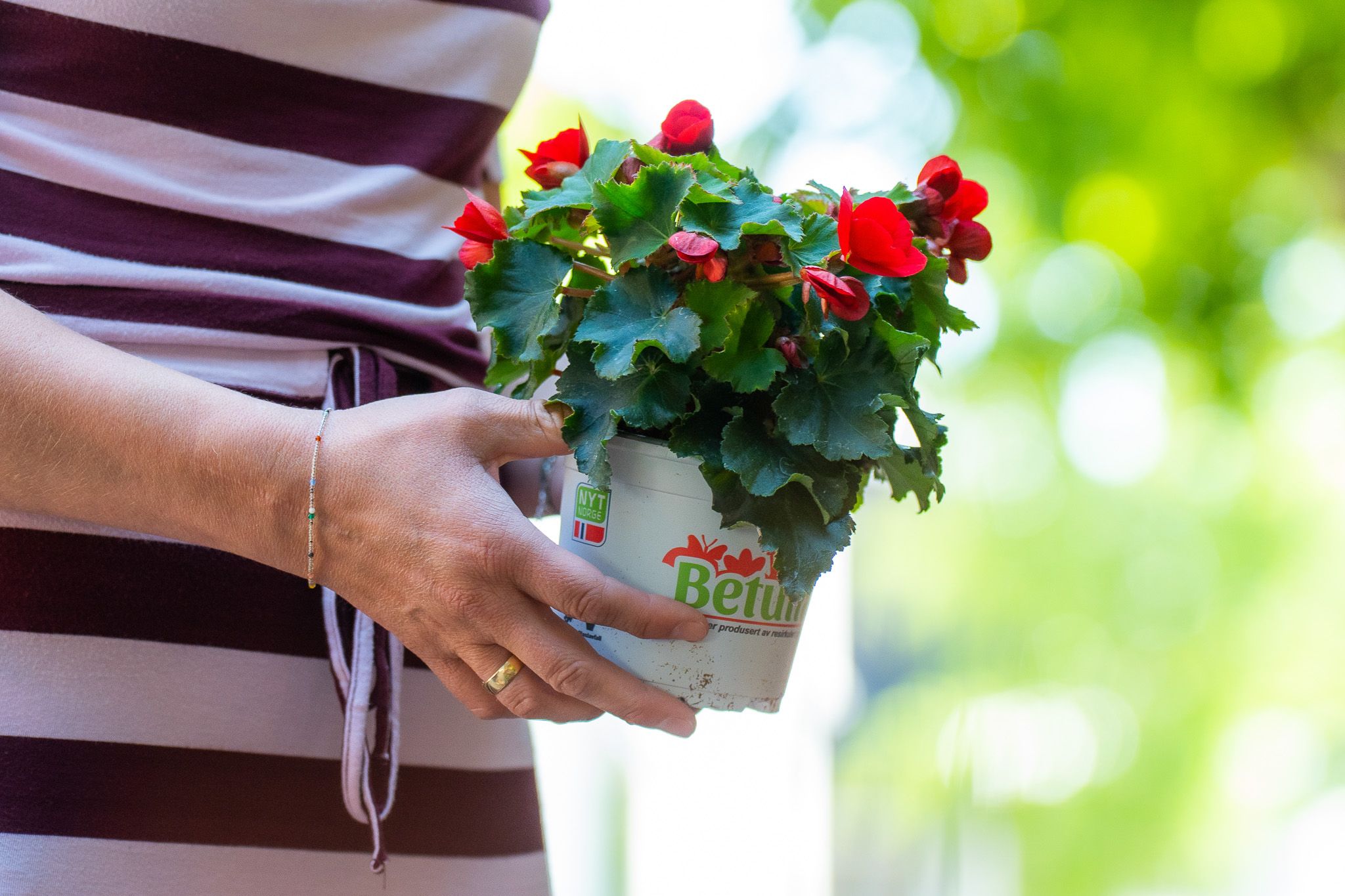 A hand holding a red begonia plant