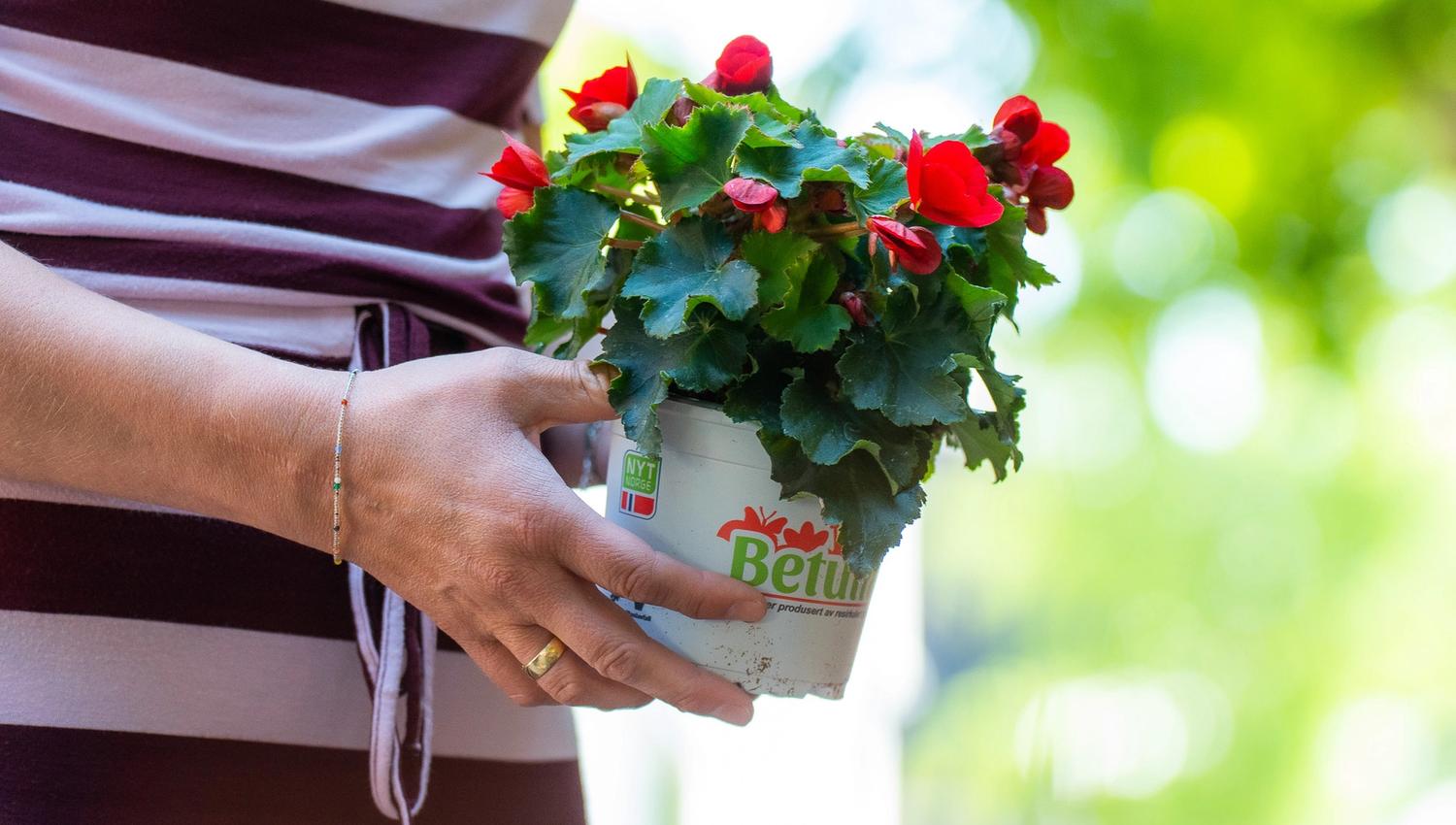 A hand holding a red begonia plant