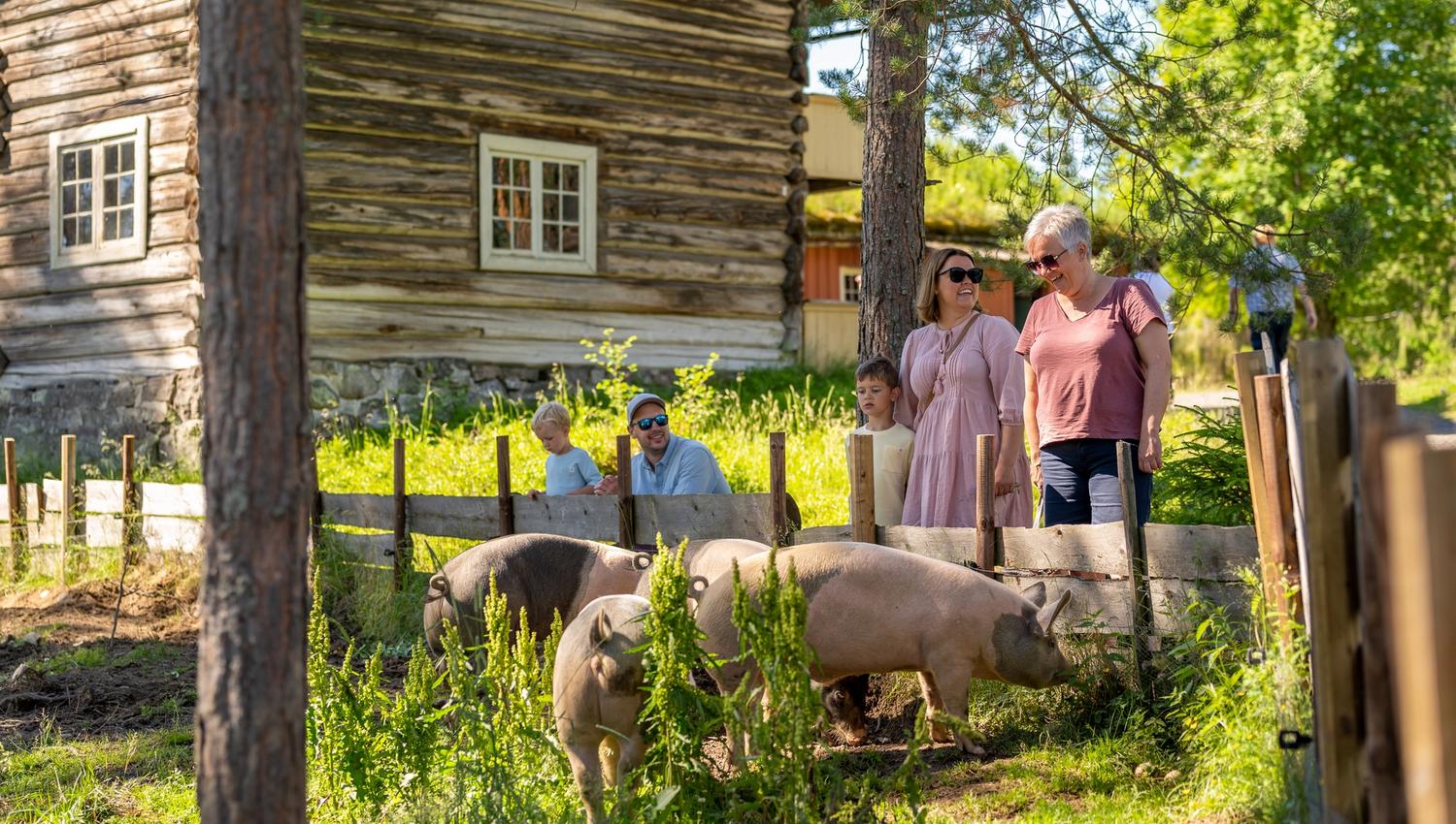Farm animals at the Anno Glomdal museum