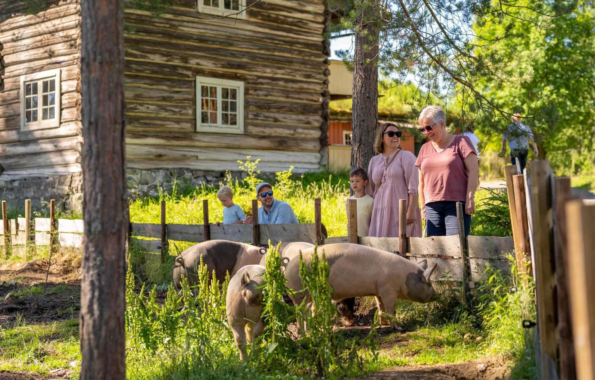 Farm animals at the Anno Glomdal museum
