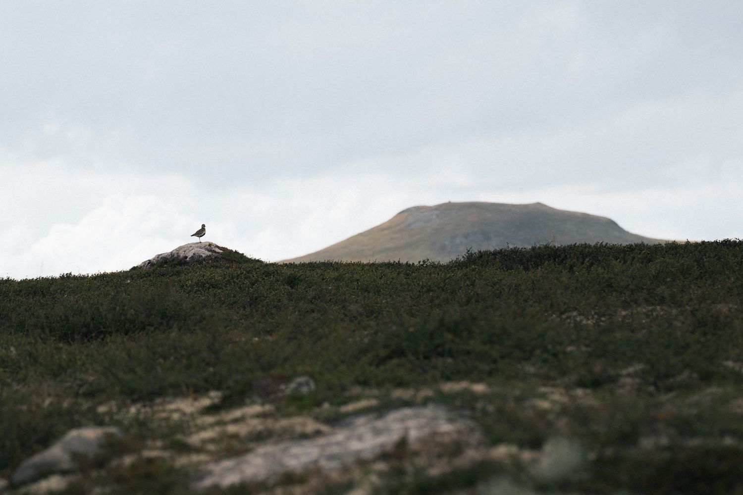 En fugl sitter på en stein foran et fjell.