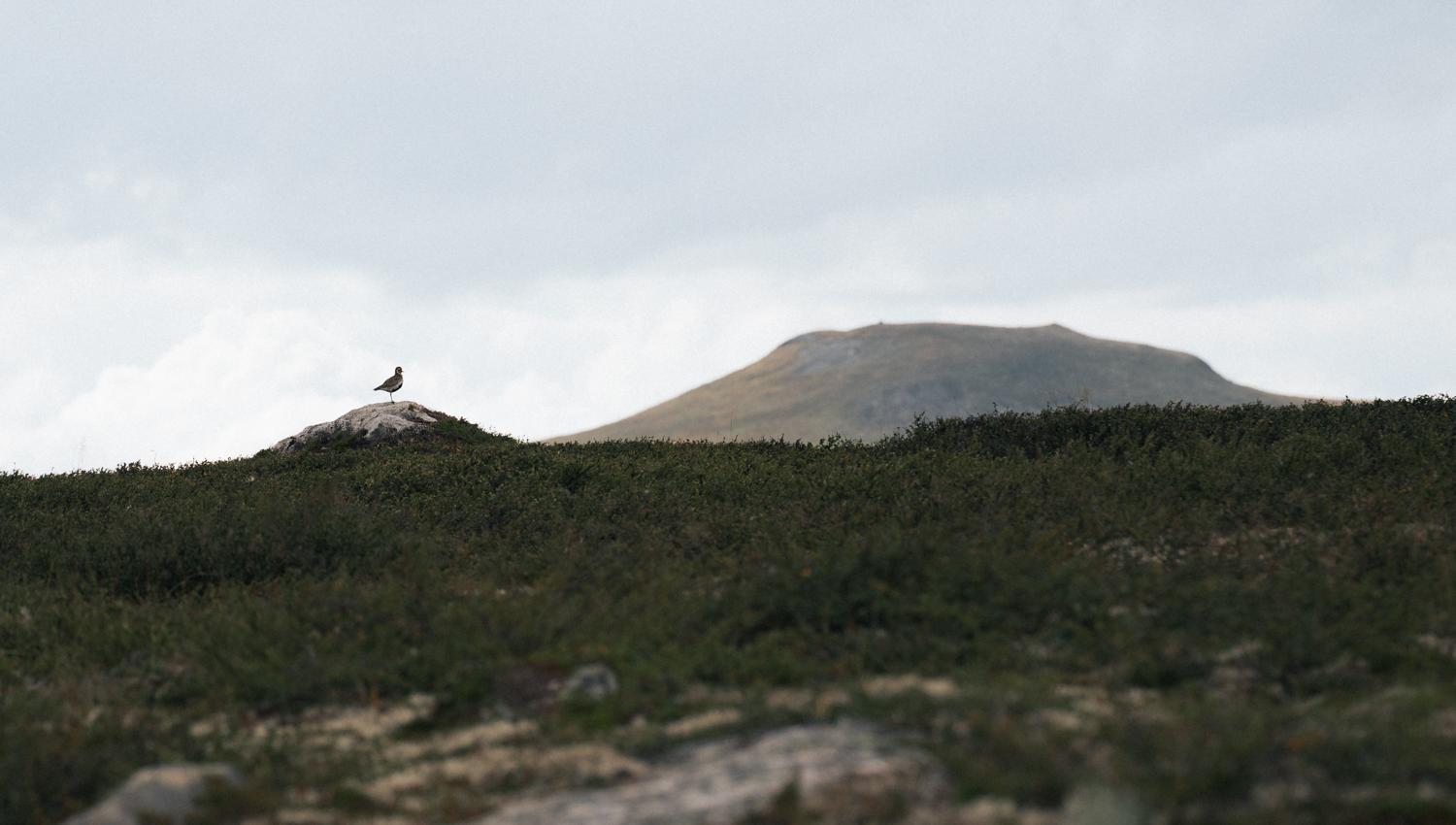 En fugl sitter på en stein foran et fjell.