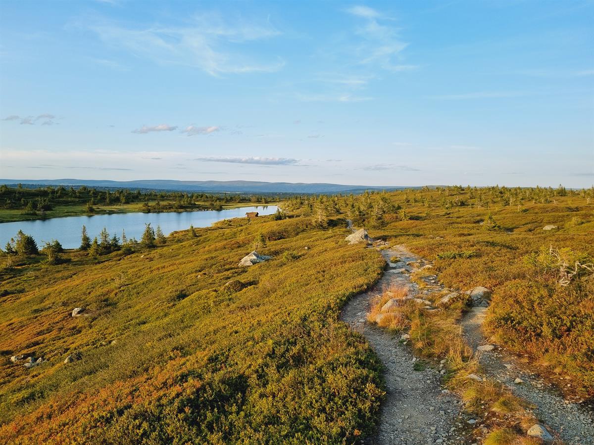 Narrow trail through green landscape with mountains and water