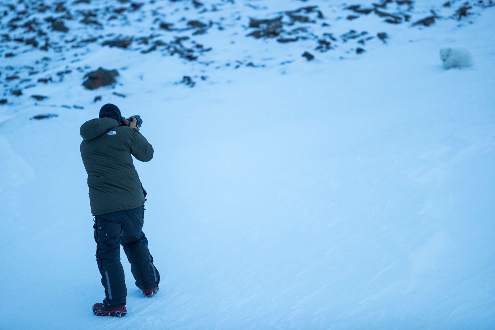 Person standing in the snow photographing a white polar fox 