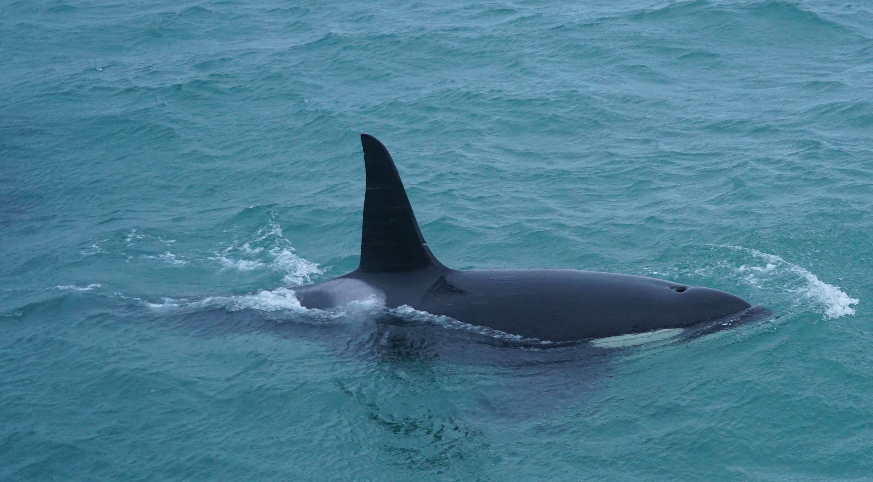 killer whale