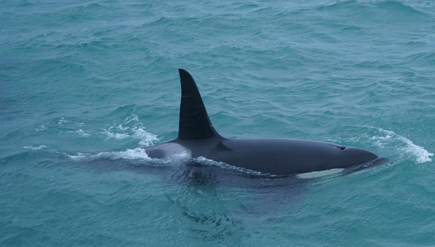 killer whale