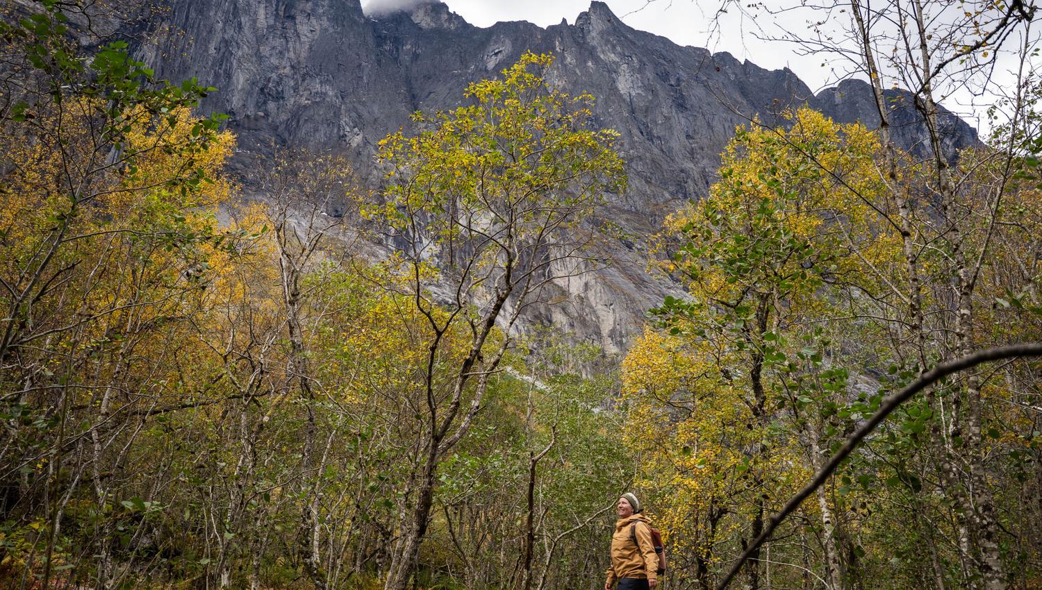 The path winds through birch forest with Trollveggen rising behind you.