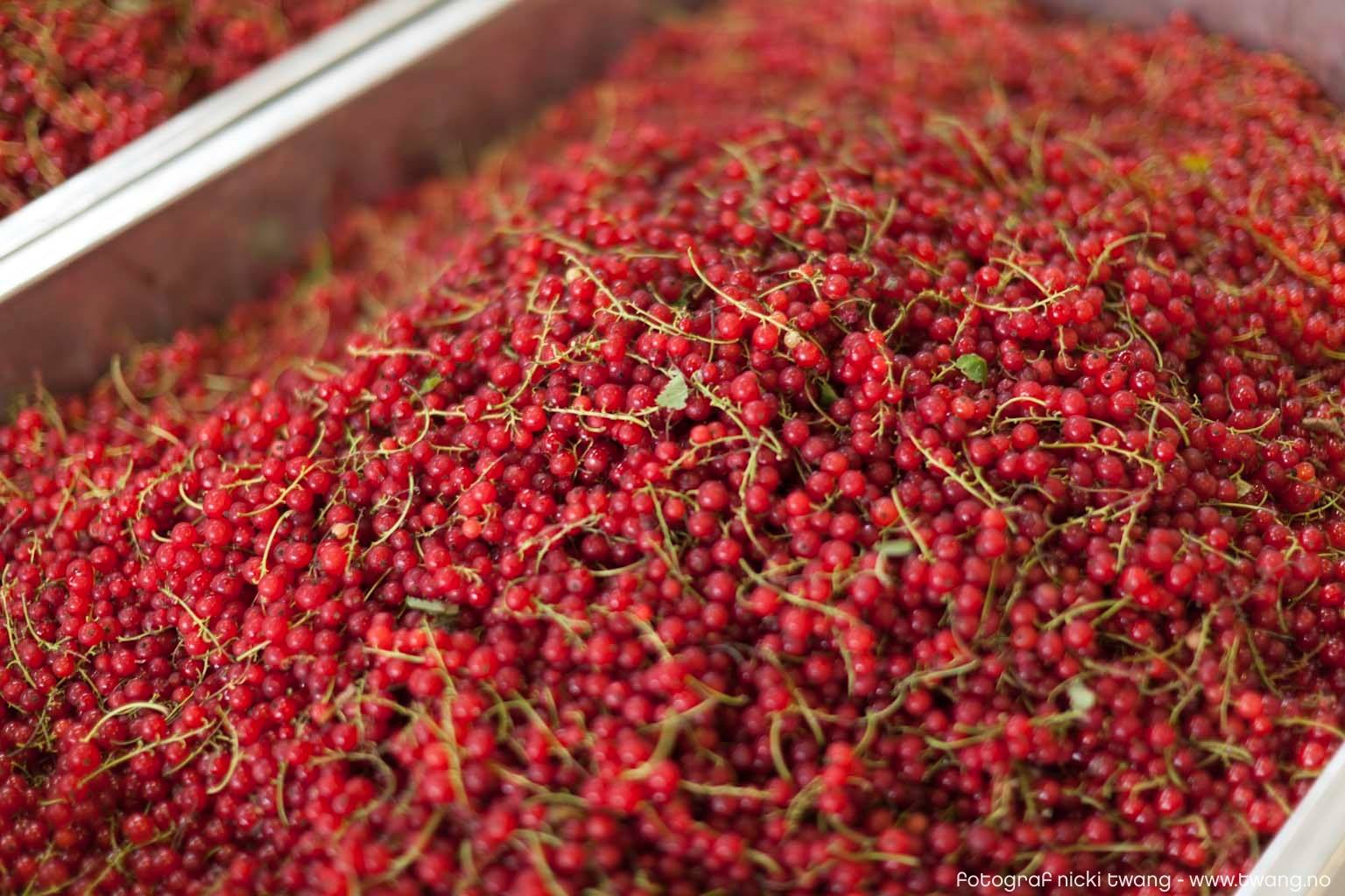 A large metal container is filled to the top with fresh red currants. The berries are still on their stems, creating a beautiful pattern of red shade
