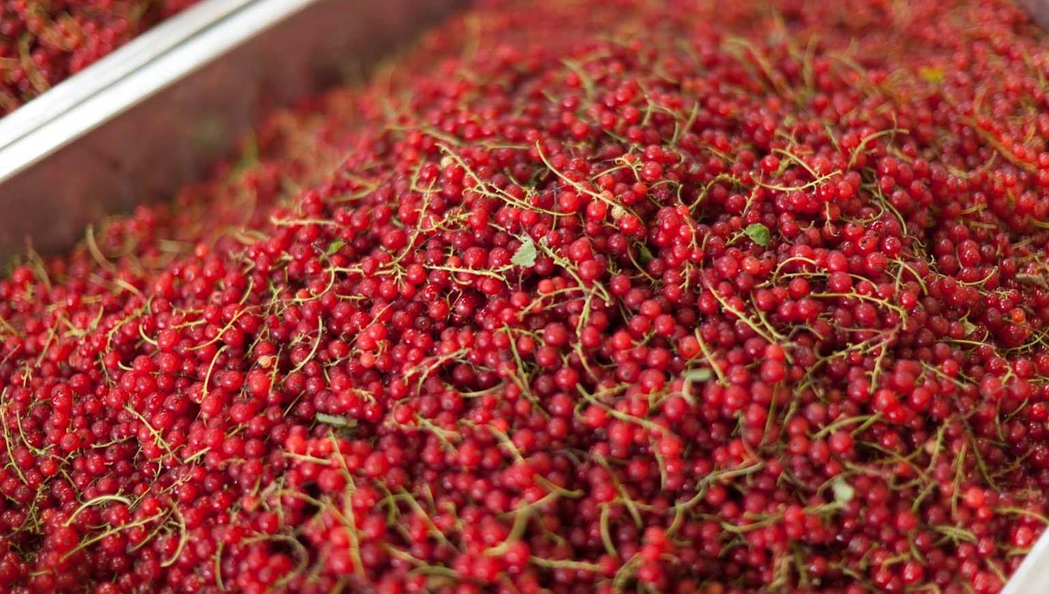 A large metal container is filled to the top with fresh red currants. The berries are still on their stems, creating a beautiful pattern of red shade
