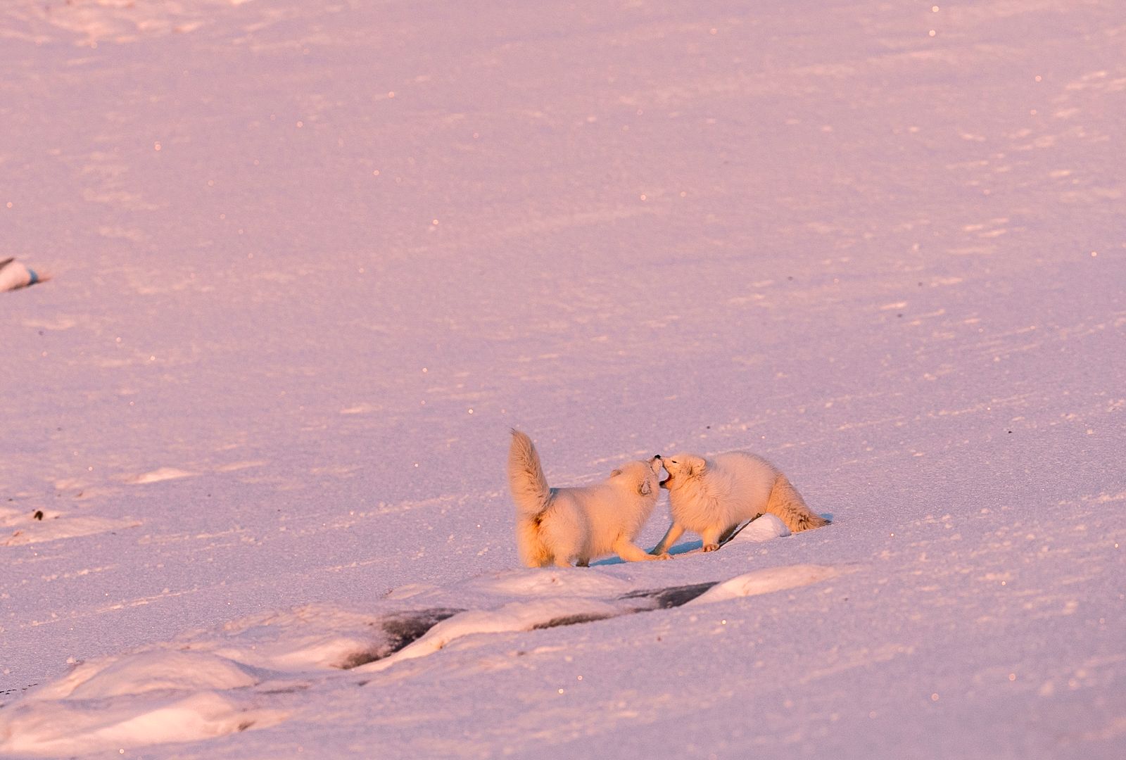 Two polarfoxes playing in the snow 