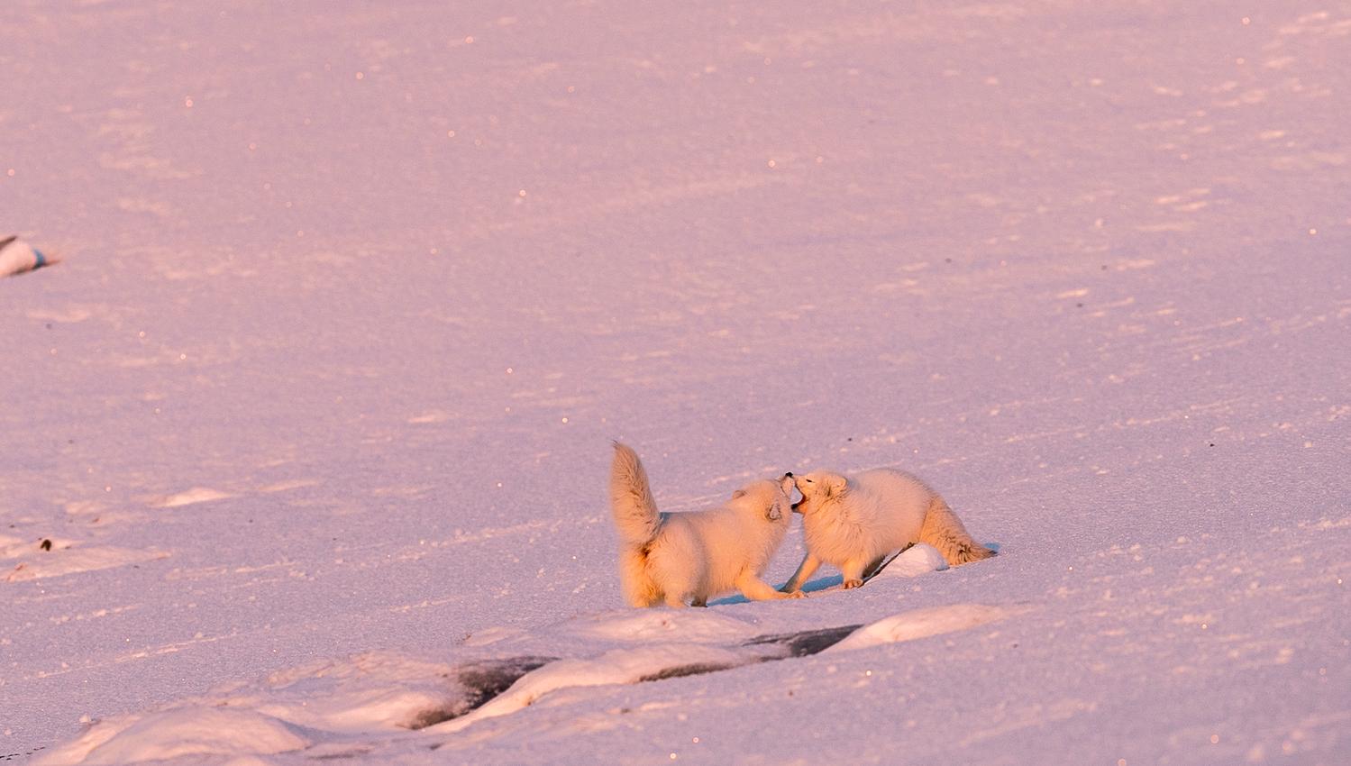 Two polarfoxes playing in the snow